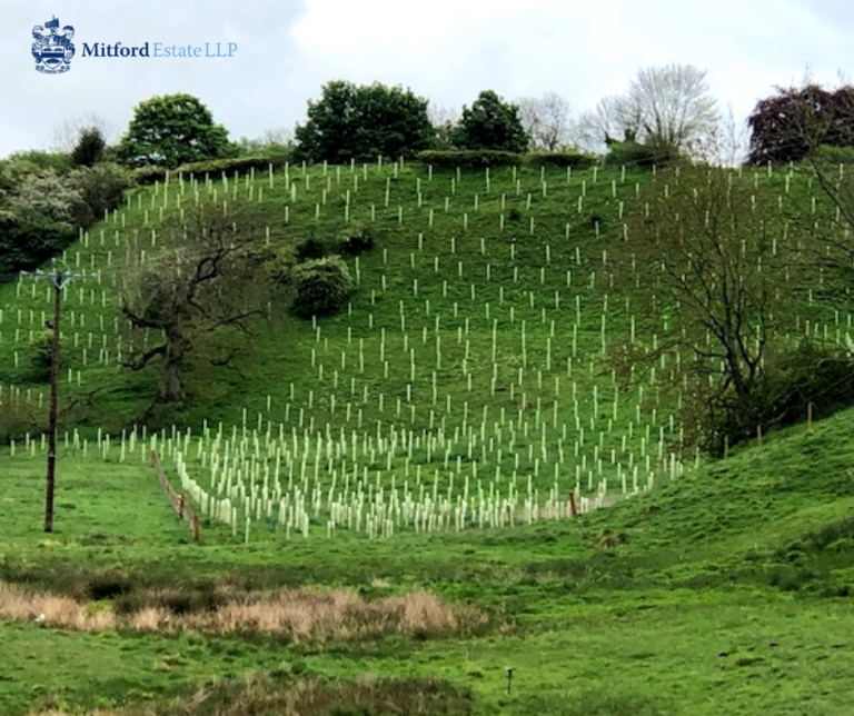 Mitford Estate Tree Planting Commitment